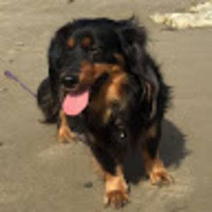 Meet your Posher, Sonya